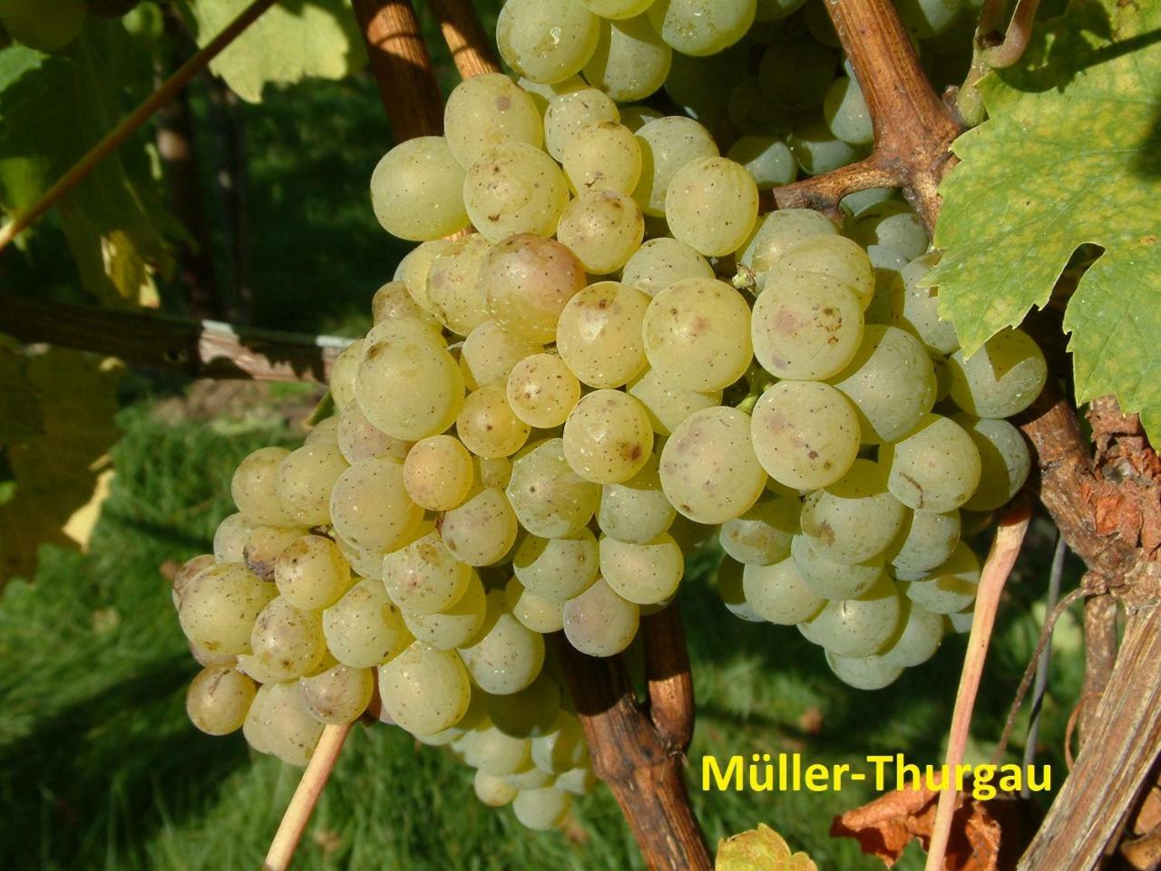 Weinstube Schwalbennest Karlstadt Exterior foto